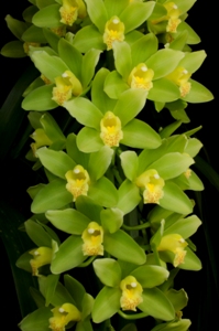 Cymbidium Ha Bui His Majesty AM/AOS 84 pts.